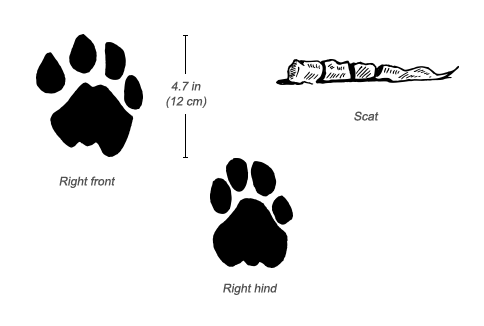 tees lion track order