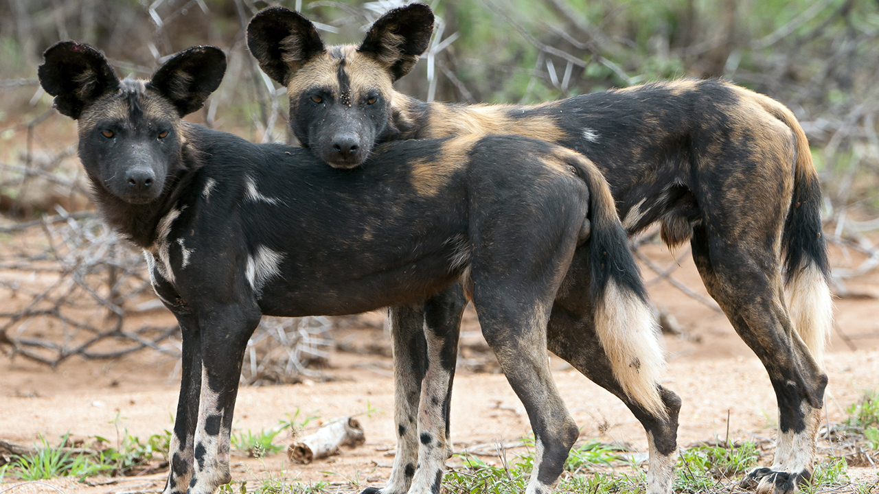 http://d2qtpn53ex22nh.cloudfront.net/uploads/gallery/african-wild-dog_gallery_4.jpg