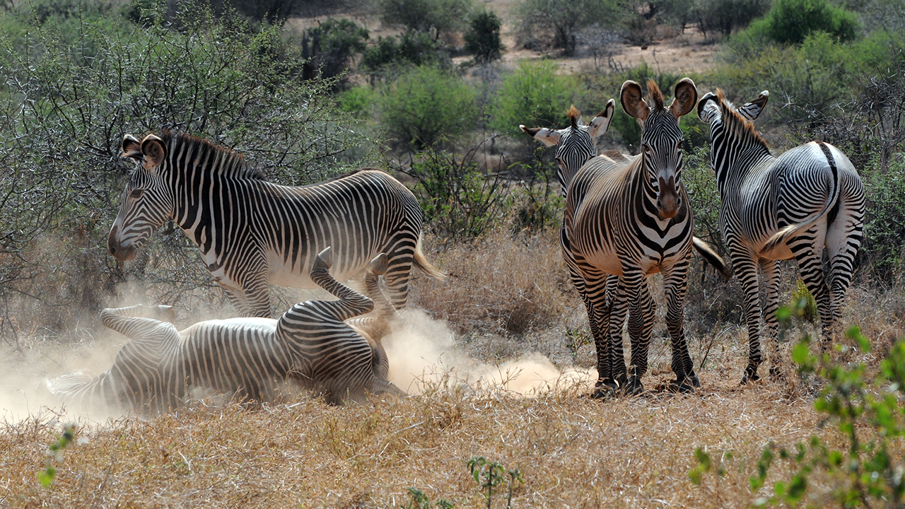 Where Do Zebras Live Habitat Israbi Facts Where Do Zebras Live 