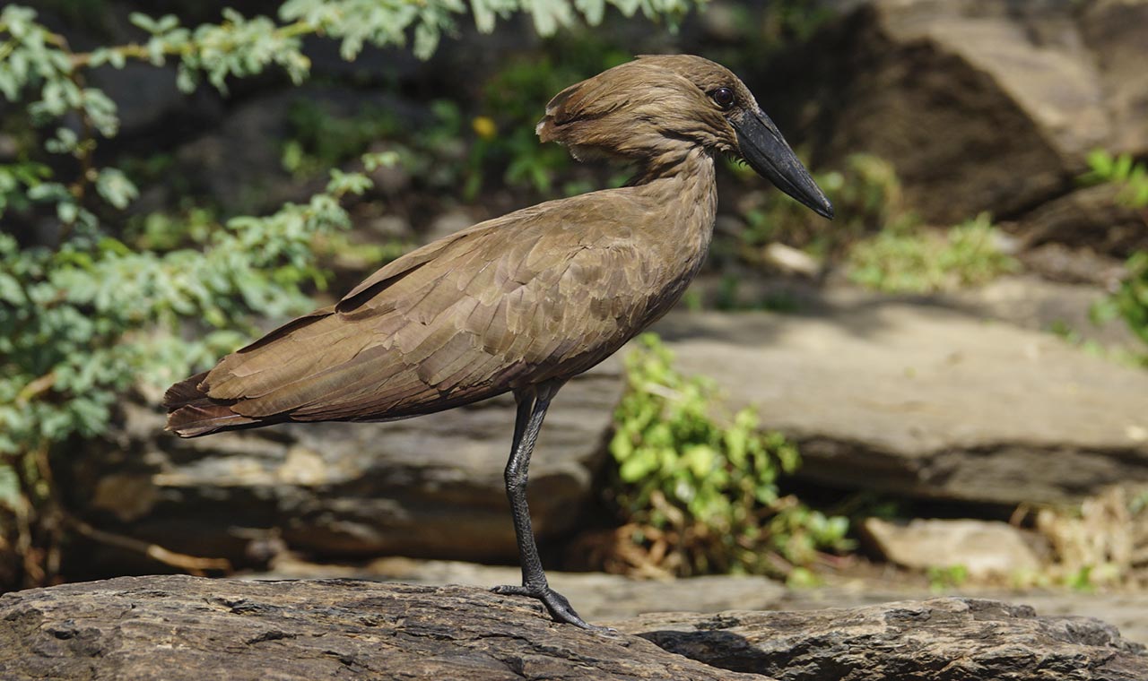 hammerkop_gallery_1.jpg