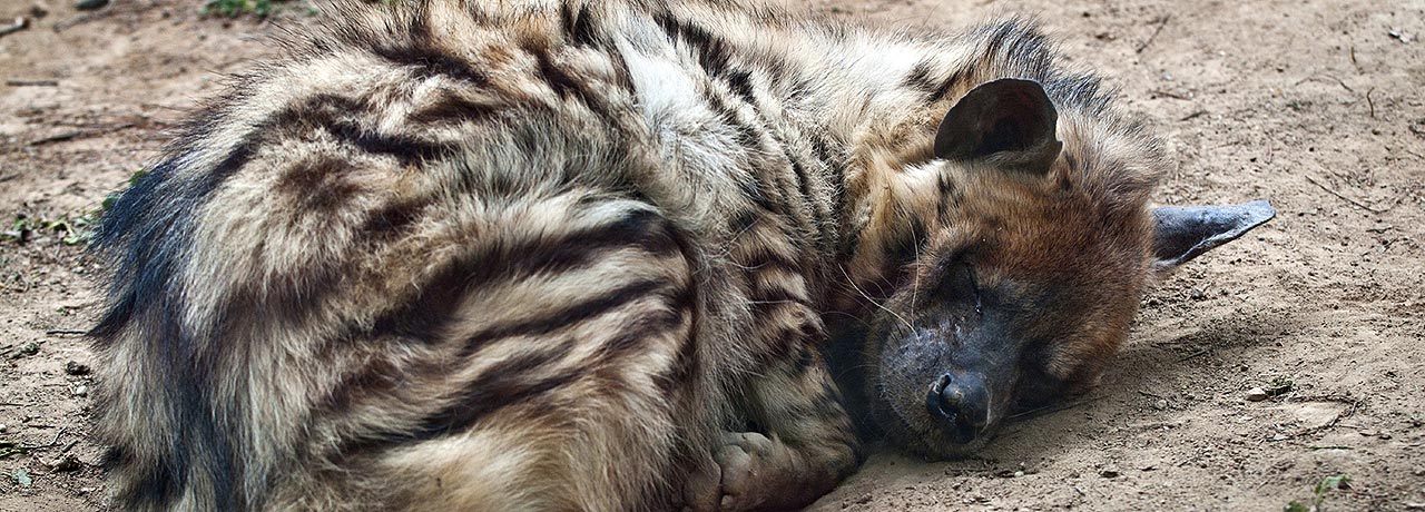 Mpala Live! Field Guide: Striped Hyena | MpalaLive