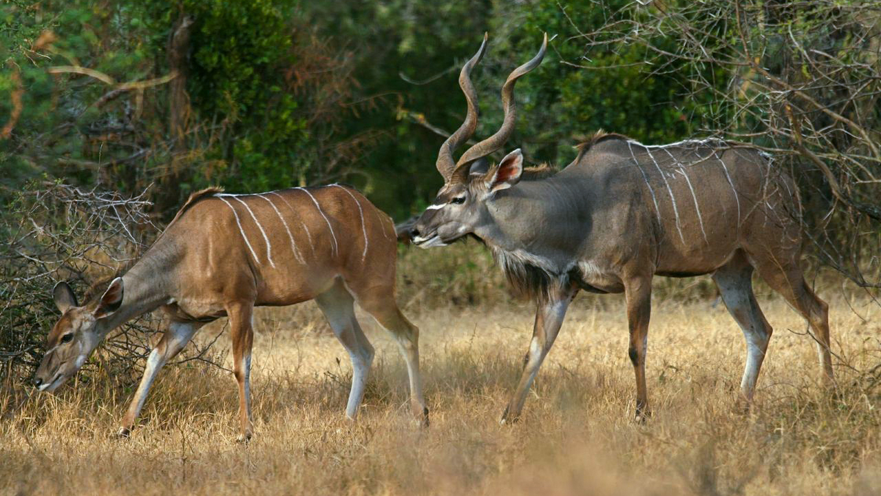 Two Greater Kudu
