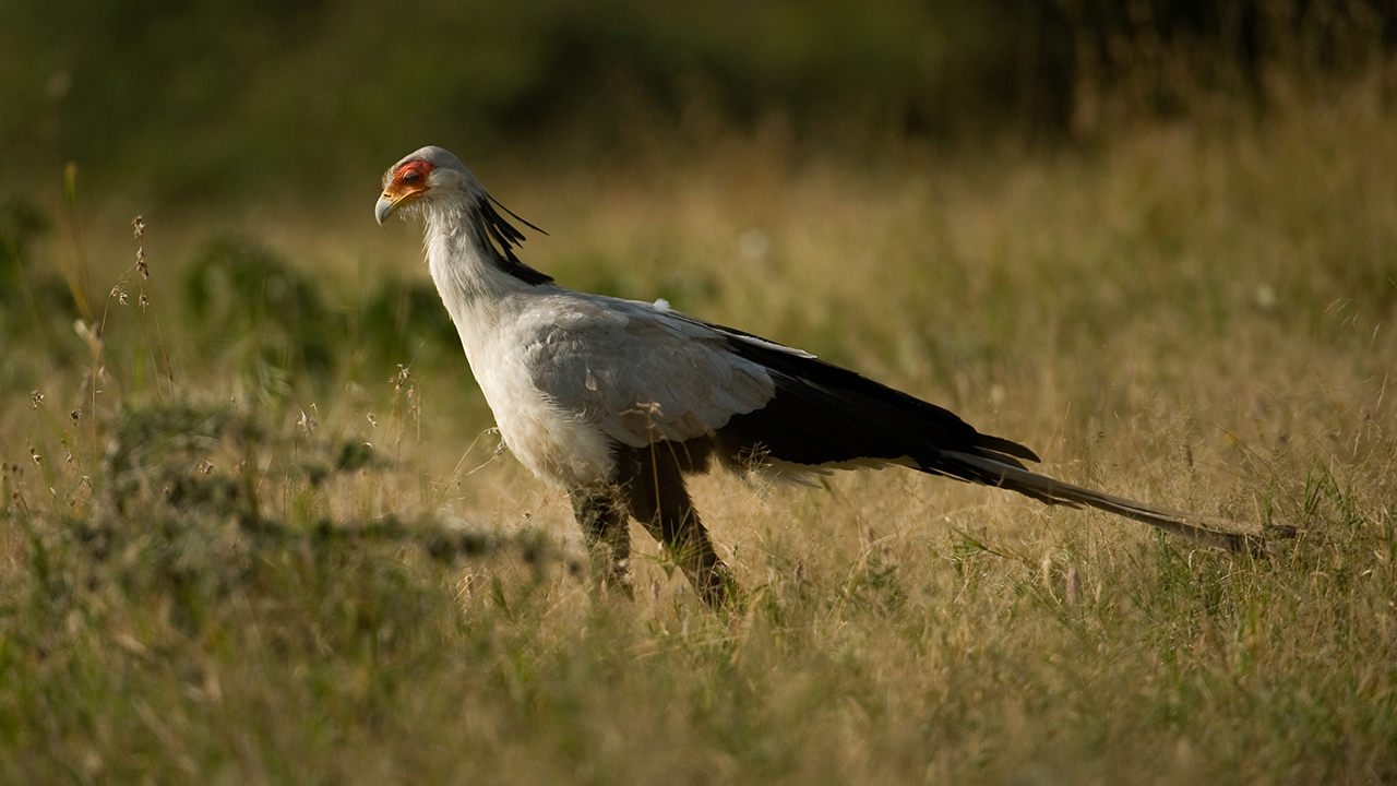 Mpala Live! Field Guide: Secretary Bird | MpalaLive